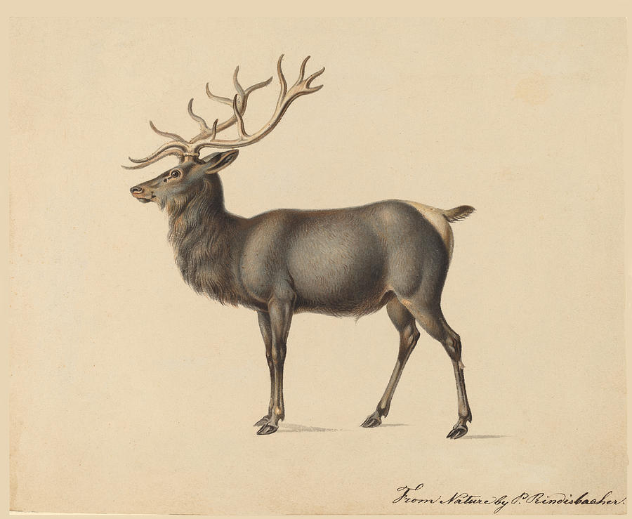 Elk Drawing Intricate Artwork