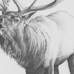 Elk Drawing Photo