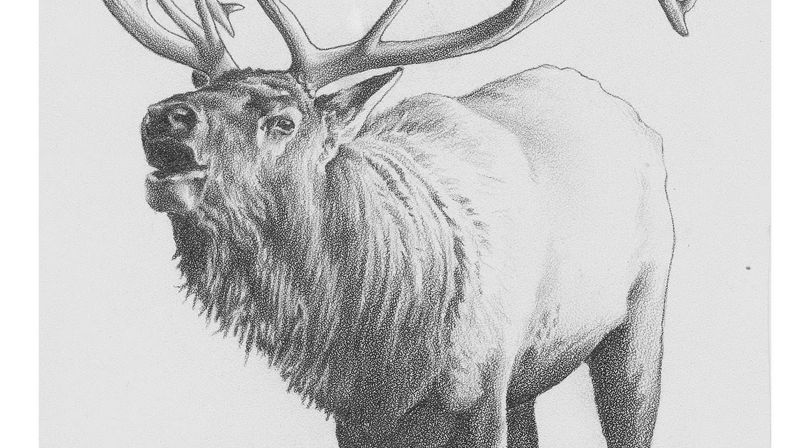 Elk Drawing Photo