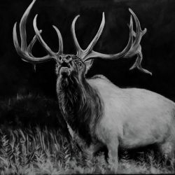 Elk Drawing Picture