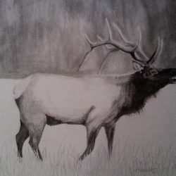 Elk Drawing Professional Artwork