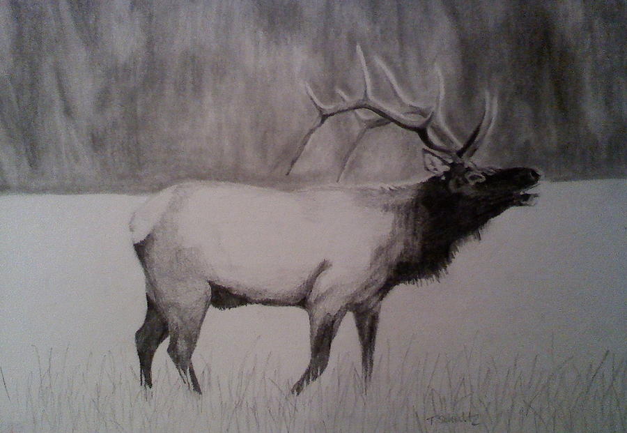 Elk Drawing Professional Artwork