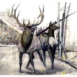 Elk Drawing Realistic Sketch