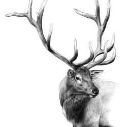 Elk Drawing Stunning Sketch