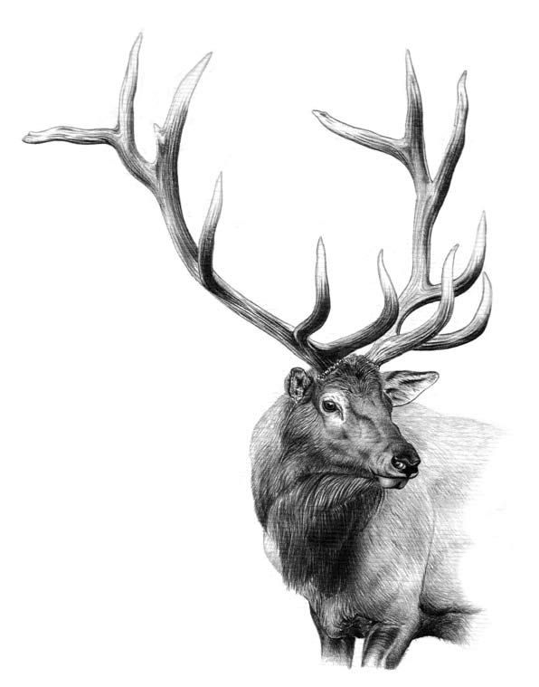 Elk Drawing Stunning Sketch