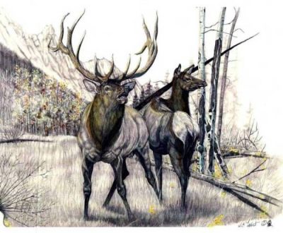 Elk, Antlers, Majestic, Grazing, Wilderness Drawing