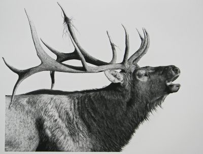 Elk, Grazing, Majestic, Wildlife, Habitat Drawing