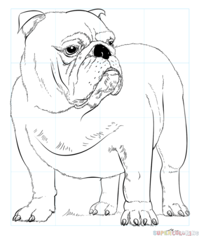 Bulldog, Loyal, Playful, Sturdy, Affectionate Drawing