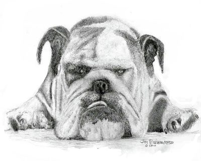 Bulldog, Loyal, Playful, Sturdy, Affectionate Drawing