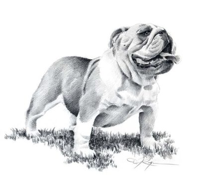 Bulldog, Loyal, Playful, Sturdy, Affectionate Drawing