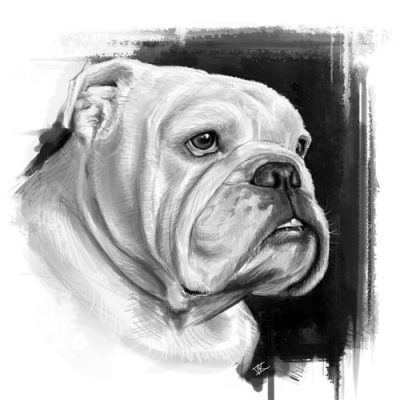 English Bulldog, Gentle Giant, Loyal Companion, Distinctive Features, Affectionate Breed Drawing