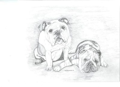 Bulldog, Loyal, Playful, Sturdy, Affectionate Drawing