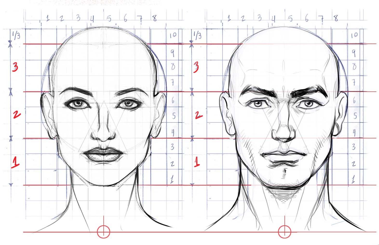 Face Anatomy Drawing Art