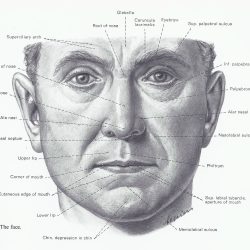 Face Anatomy Drawing Creative Style