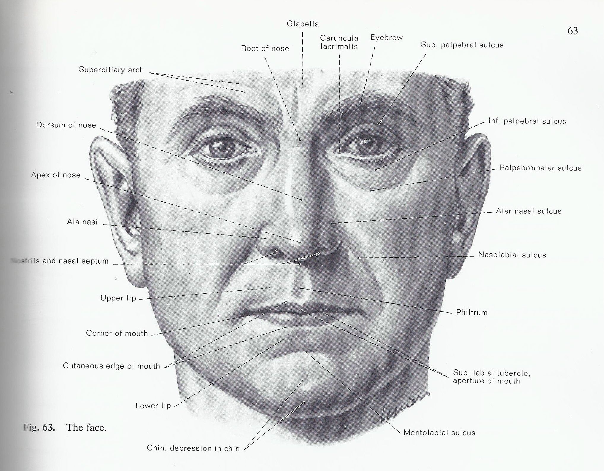 Face Anatomy Drawing Creative Style