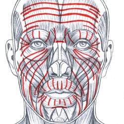 Face Anatomy Drawing Fine Art