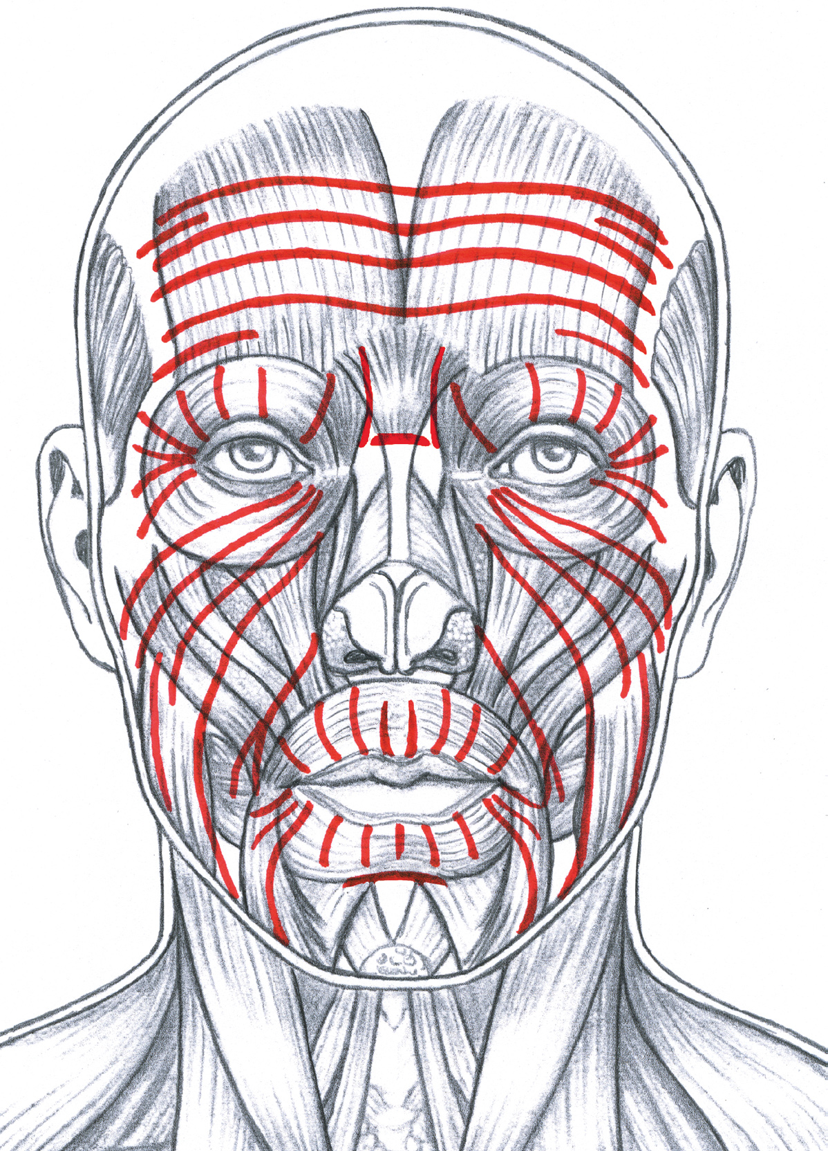 Face Anatomy Drawing Fine Art