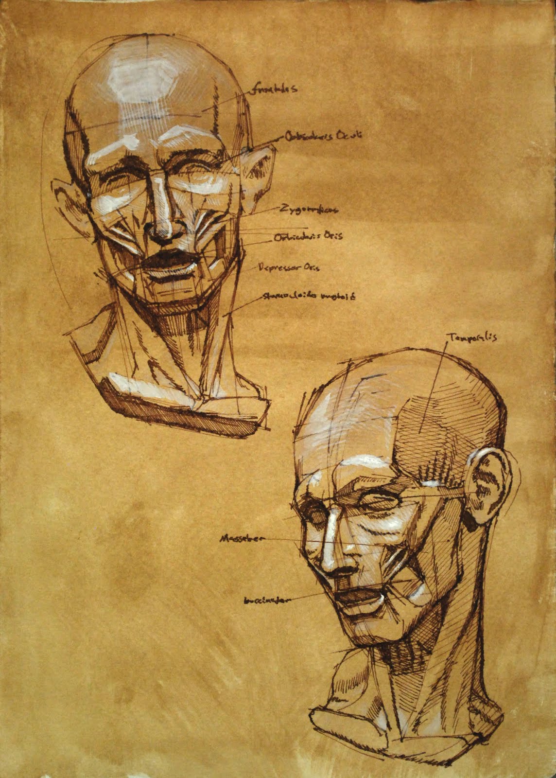 Face Anatomy Drawing Hand drawn