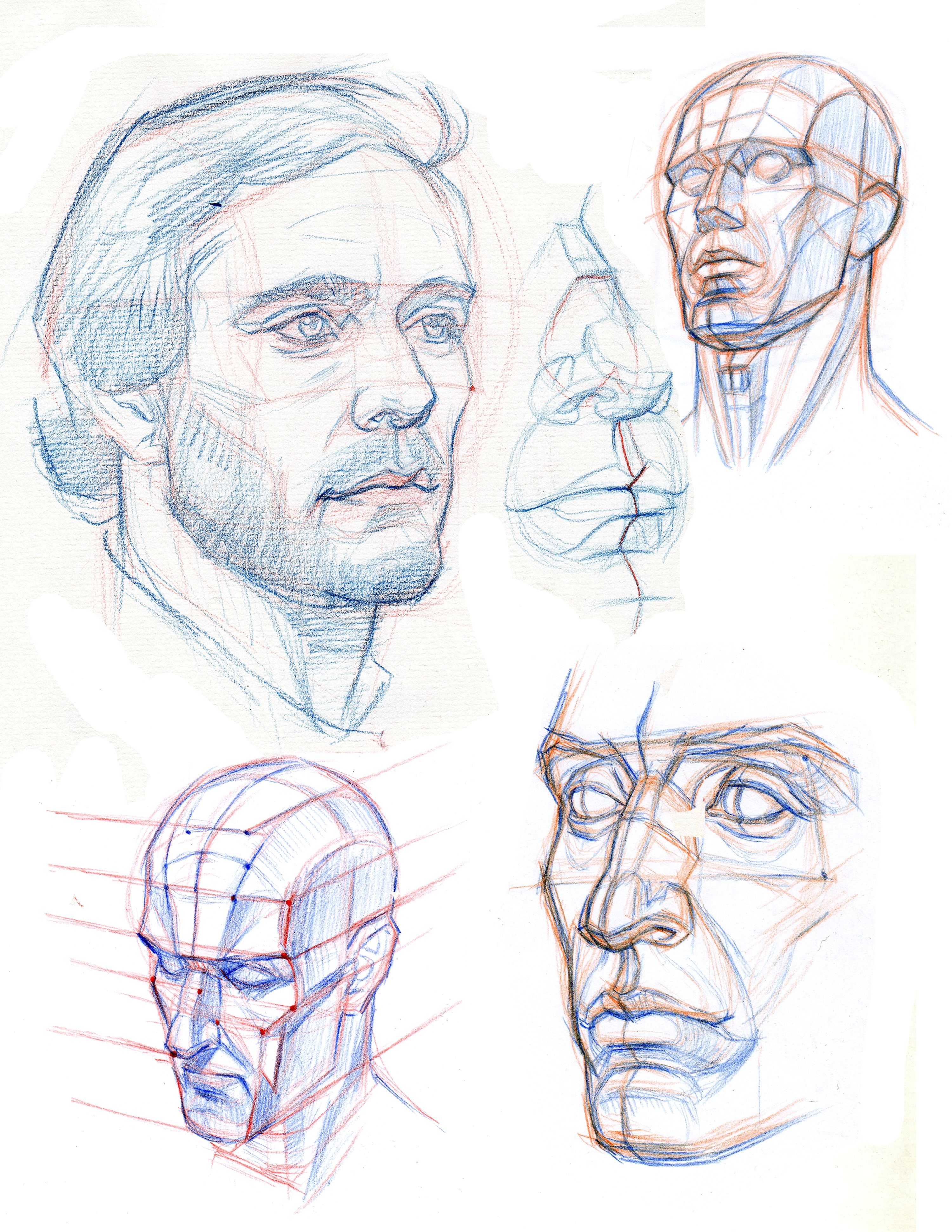 Face Anatomy Drawing Intricate Artwork