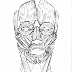 Face Anatomy Drawing Modern Sketch