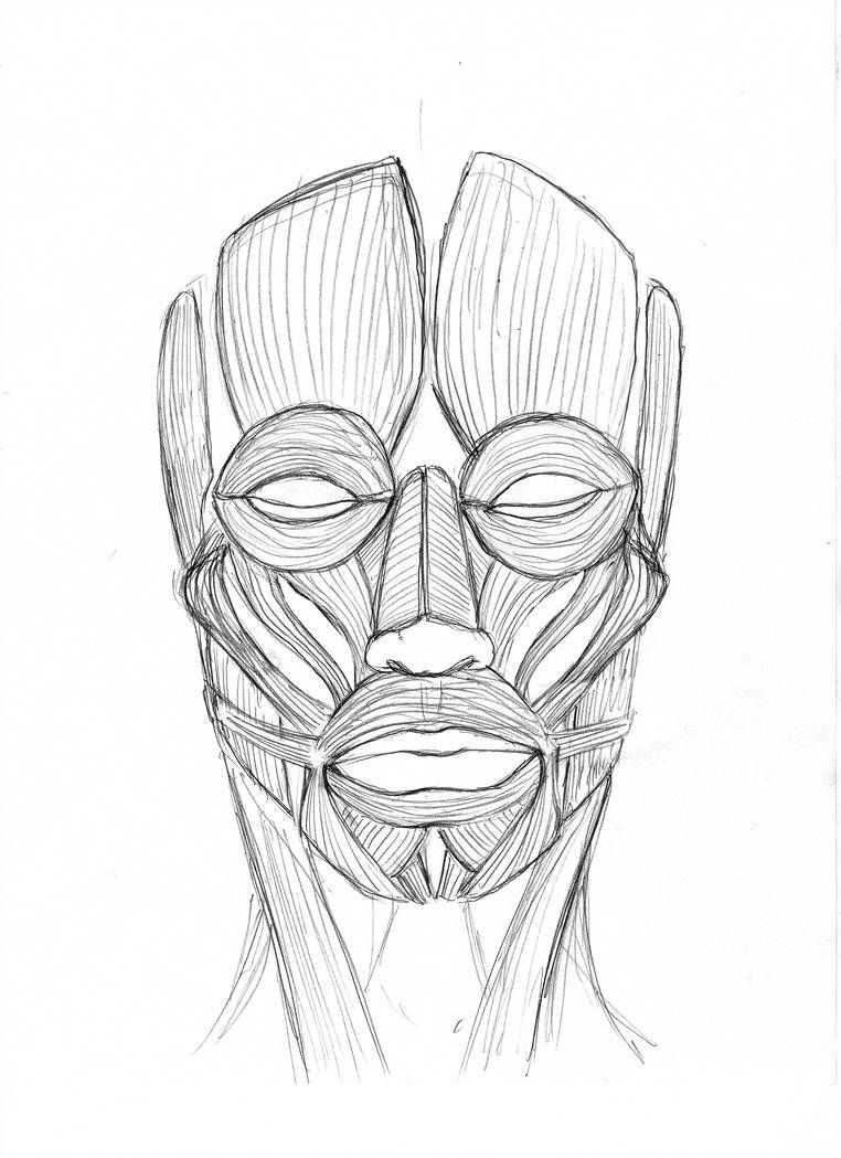 Face Anatomy Drawing Modern Sketch