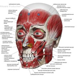 Face Anatomy Drawing Stunning Sketch