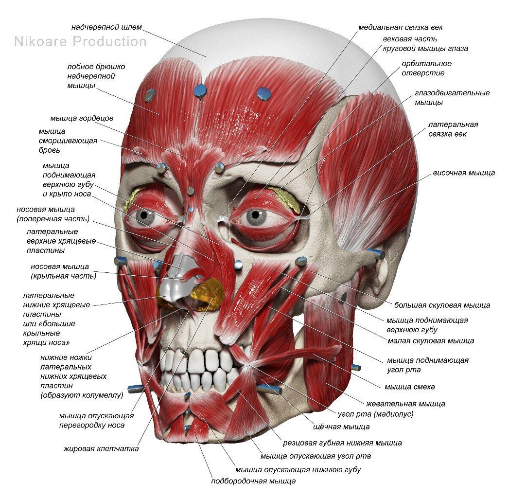 Face Anatomy Drawing Stunning Sketch