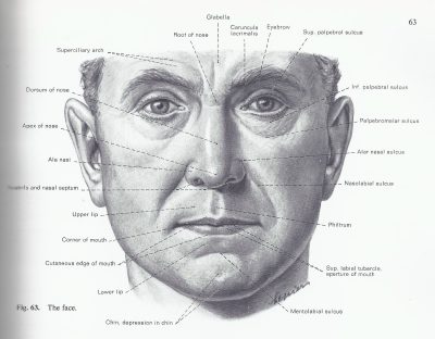 Face Anatomy Structure, Regions, Features, Proportions, Functions Drawing