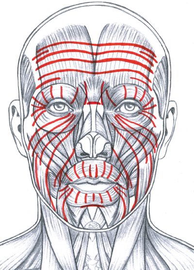 Face Anatomy, Muscle Groups, Skin Layers, Bone Composition, Facial Structure Drawing