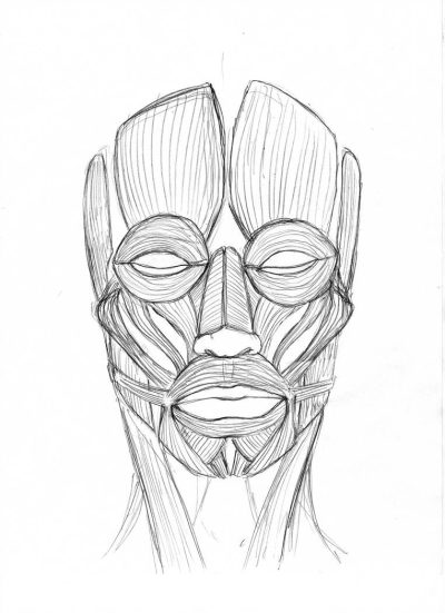 Facial Anatomy, Features, Symmetry, Muscles, Structure Drawing