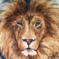 Face Lion Drawing