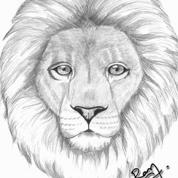 Face Lion Drawing Amazing Sketch