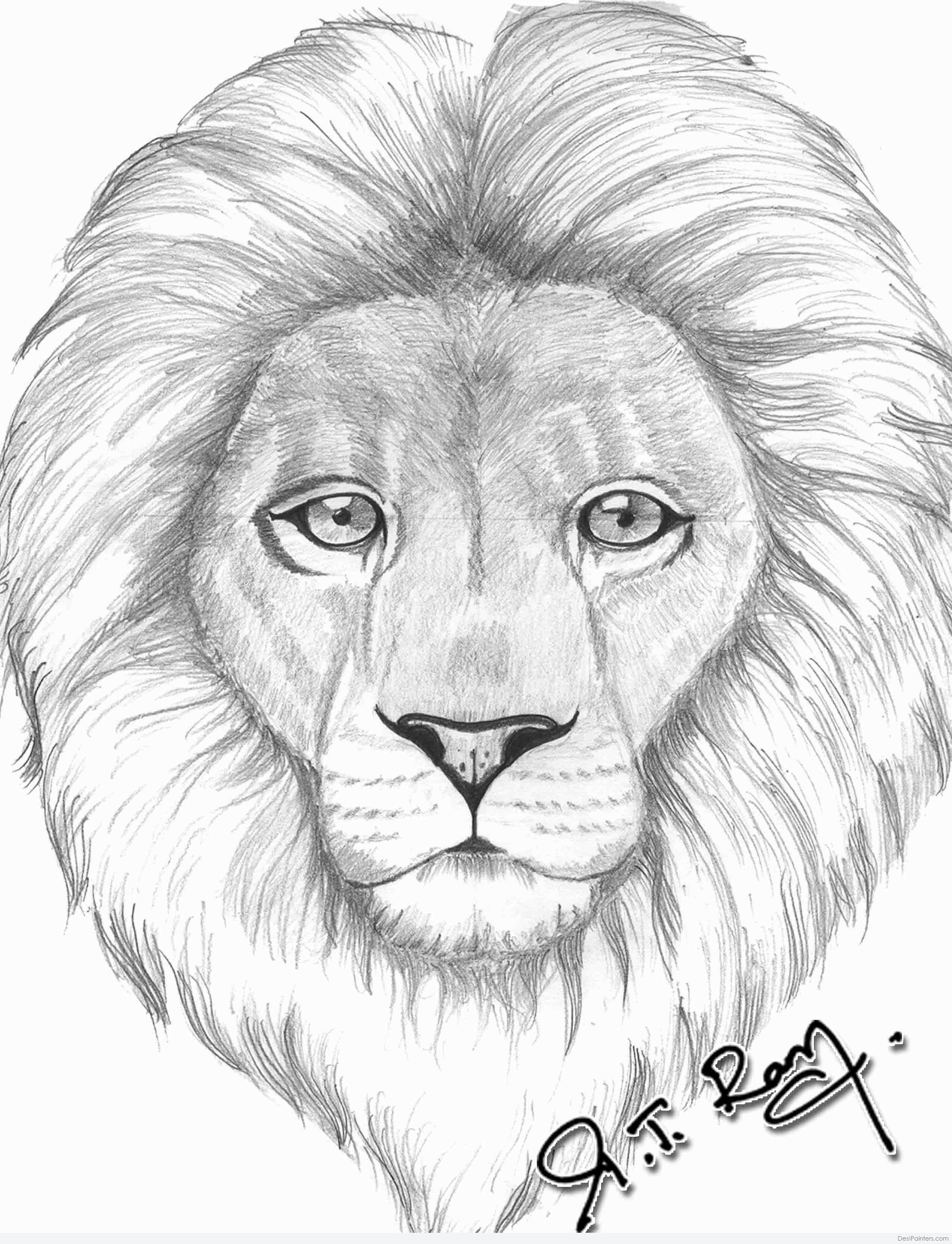 Face Lion Drawing Amazing Sketch