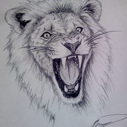 Face Lion Drawing Art