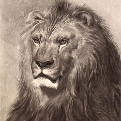 Face Lion Drawing Artistic Sketching