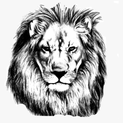 Face Lion Drawing Creative Style