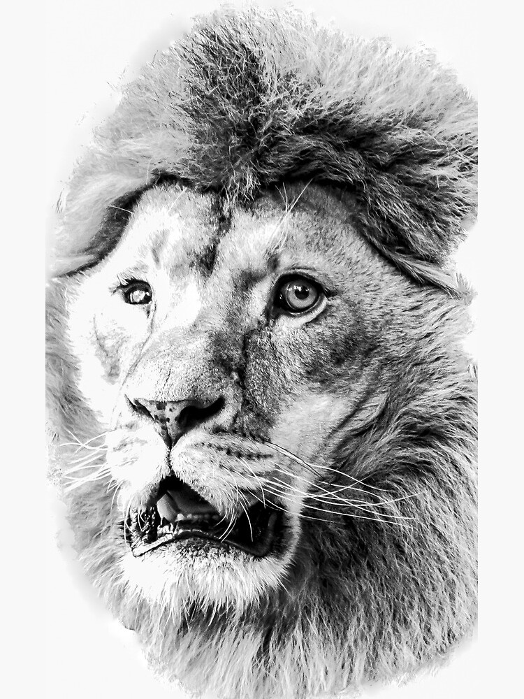 Face Lion Drawing Detailed Sketch