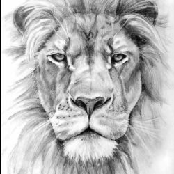 Face Lion Drawing Fine Art