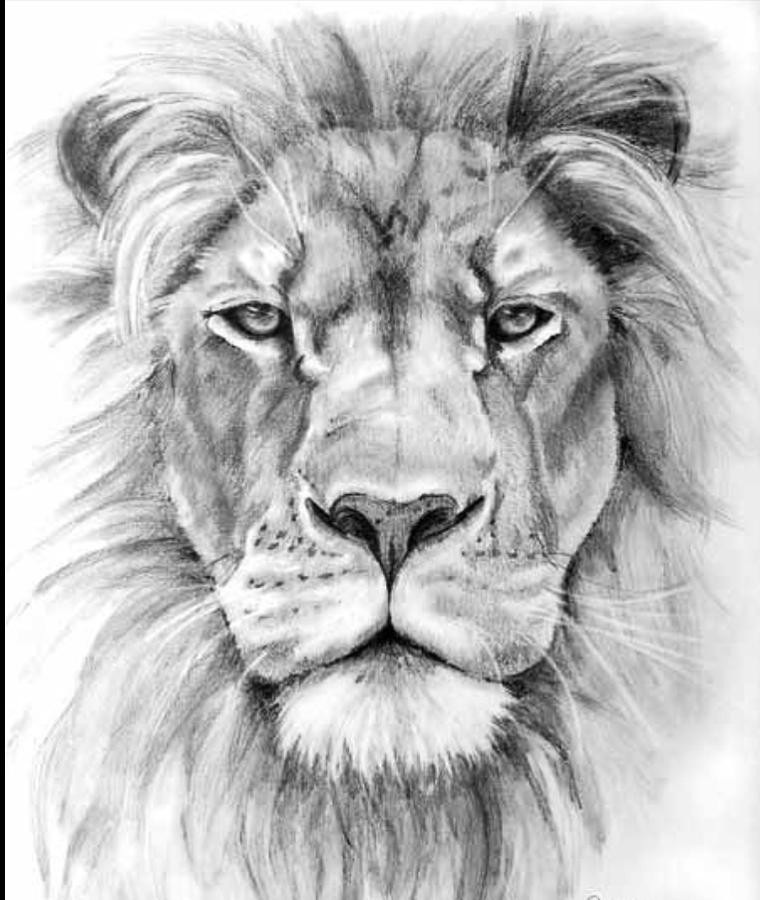 Face Lion Drawing Fine Art