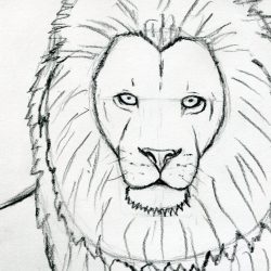 Face Lion Drawing Hand drawn