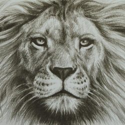 Face Lion Drawing Hand drawn Sketch