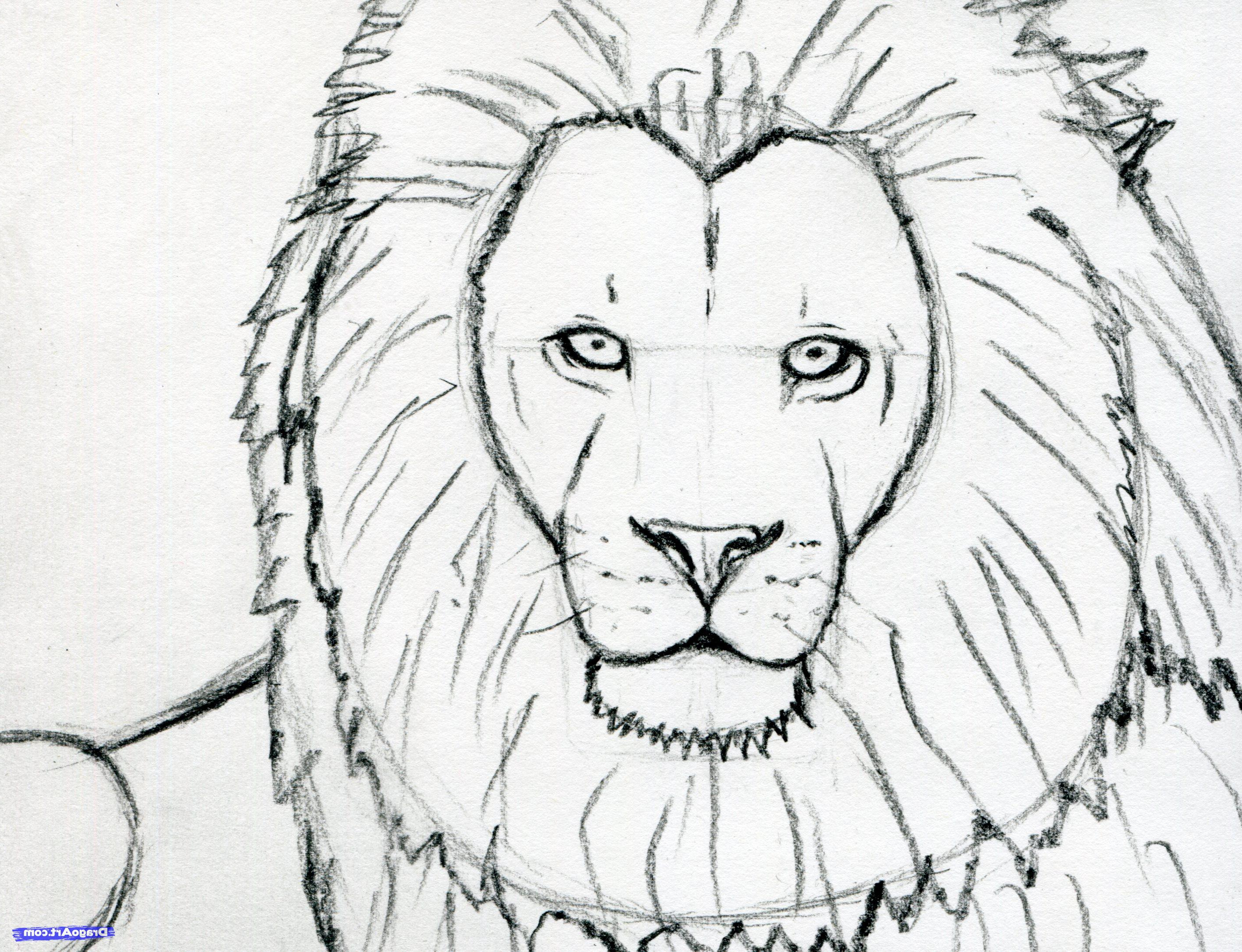 Face Lion Drawing Hand drawn