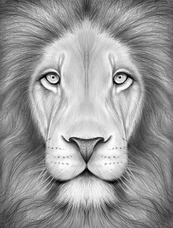 Face Lion Drawing Image