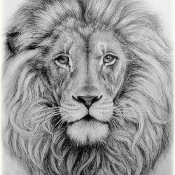 Face Lion Drawing Modern Sketch