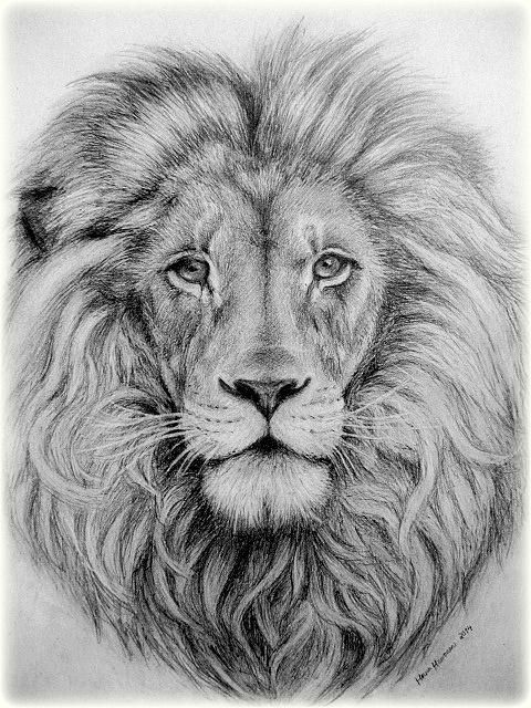 Face Lion Drawing Modern Sketch