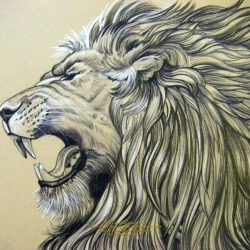 Face Lion Drawing Picture