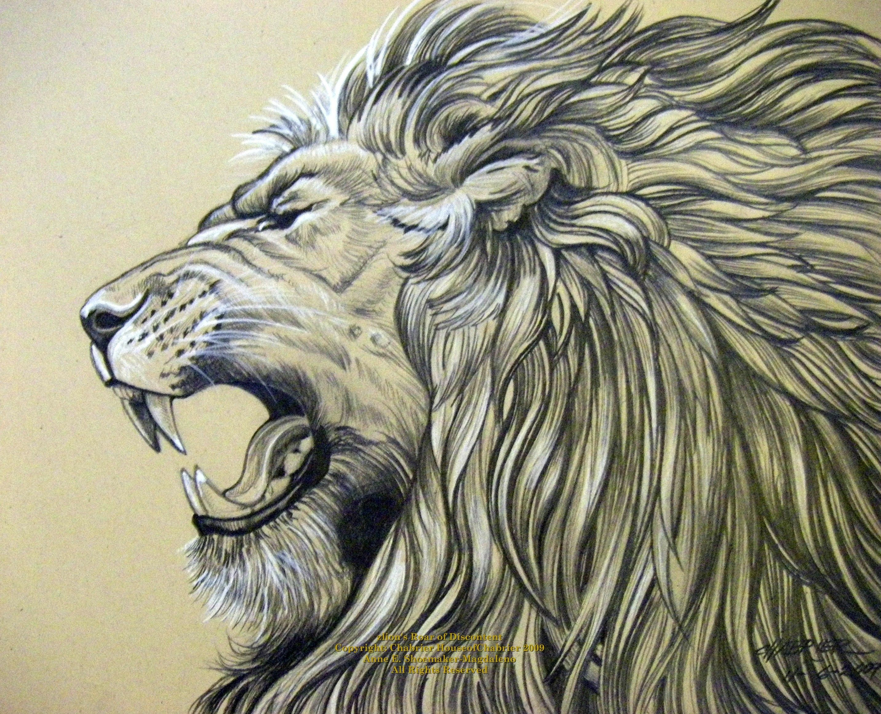 Face Lion Drawing Picture