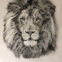 Face Lion Drawing Professional Artwork