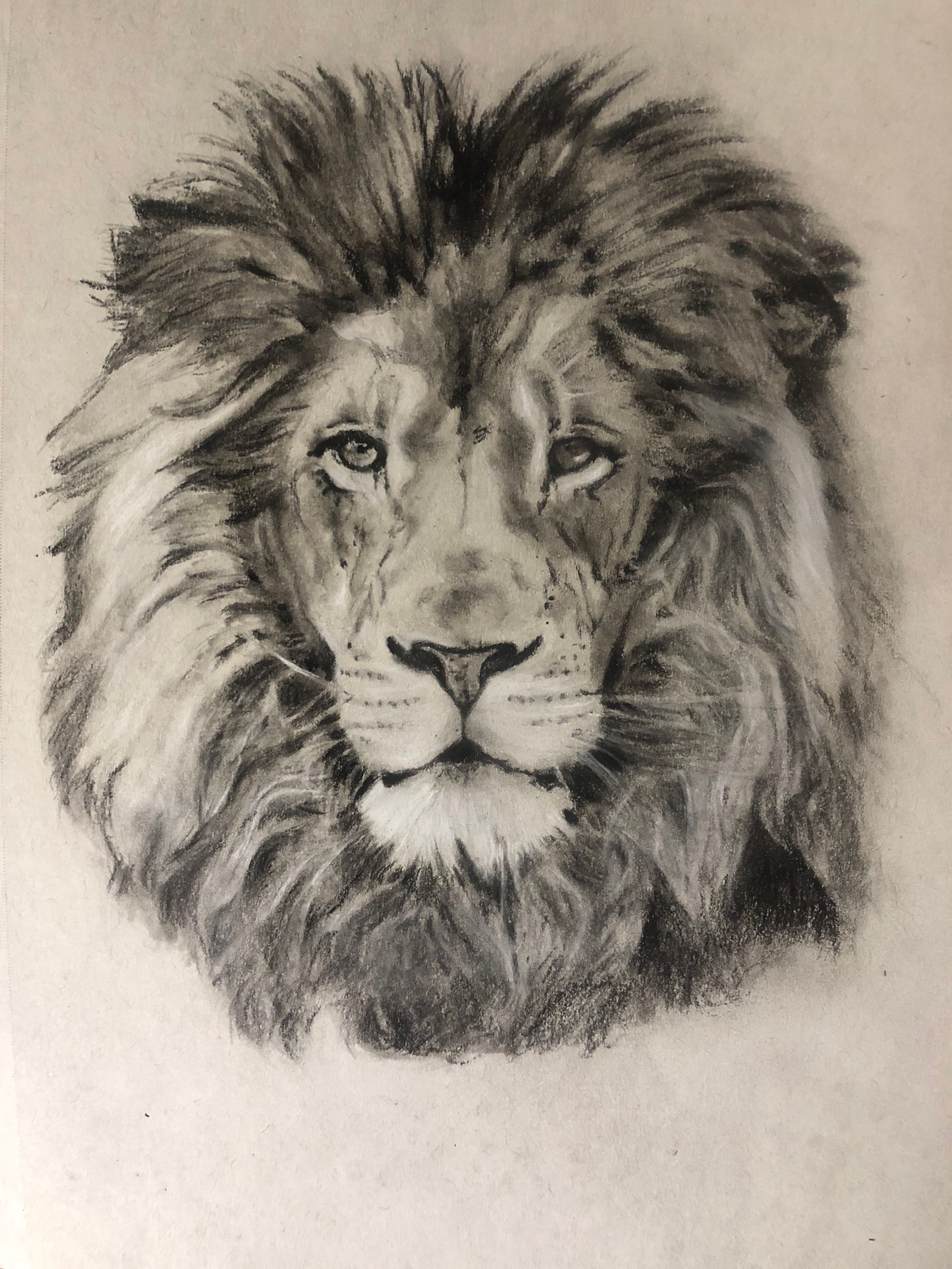 Face Lion Drawing Professional Artwork