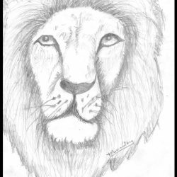 Face Lion Drawing Sketch